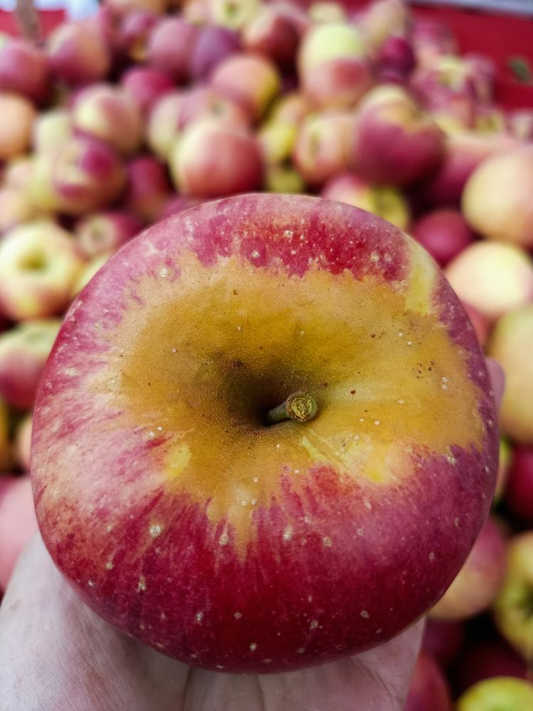 小李版苹果(小李子苹果壁纸)-第2张图片-QuickQ官网 小李版苹果(小李子苹果壁纸)-第2张图片-QuickQ官网