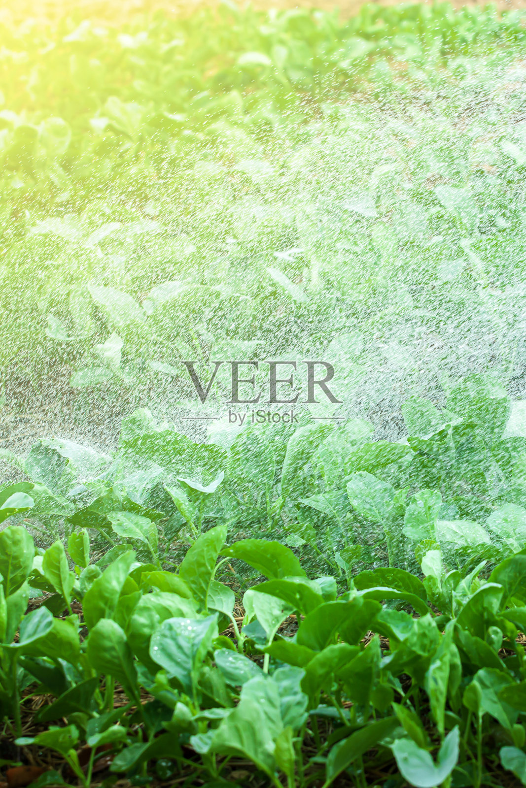 夏天的一天安卓版下载(夏天的一天  香港1986)-第2张图片-QuickQ官网