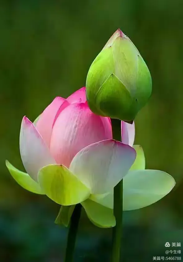 今生缘手机版(今生缘越南版是谁唱的)-第2张图片-SafeW