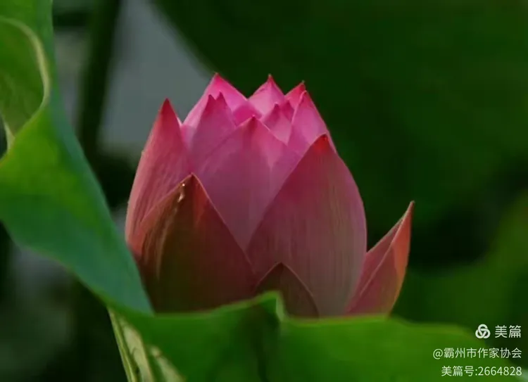 思吟雨情趣商城手机版(思吟雨情趣商城手机版官网)