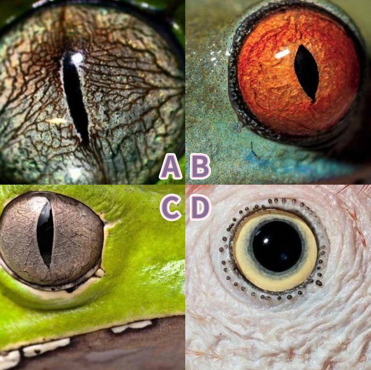 在哪看苹果11是哪个版的:心理测试：你觉得哪个是蛇的眼睛？看五年后你在社会上是什么地位