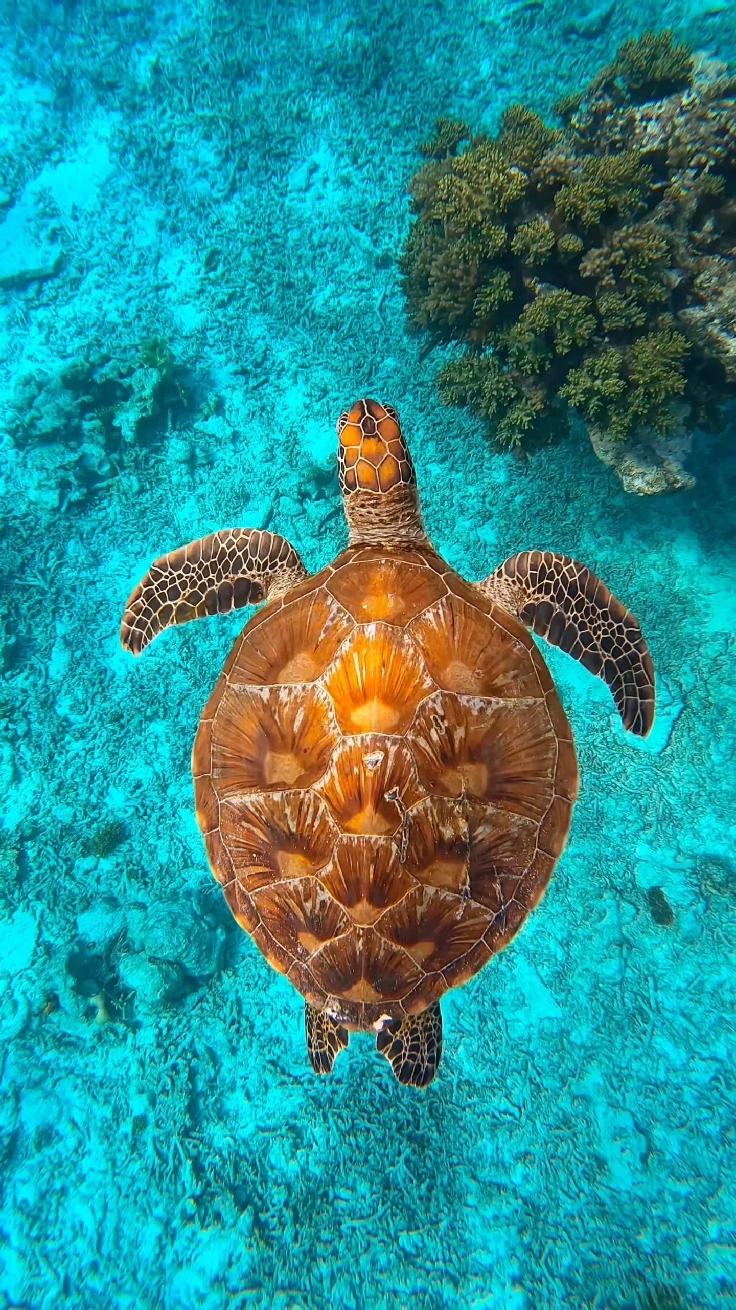 SEA苹果版(seabeard苹果破解版)-第5张图片-QuickQ官网